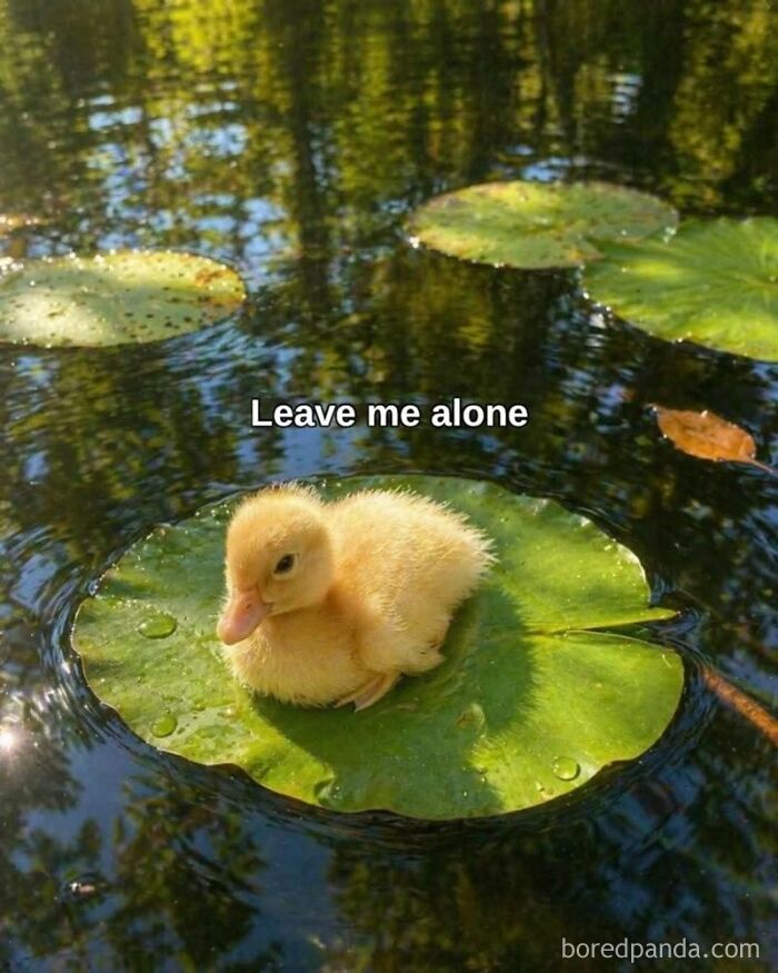 A cute baby duckling on a lily pad in water, with the text 'Leave me alone', a bright animal meme.