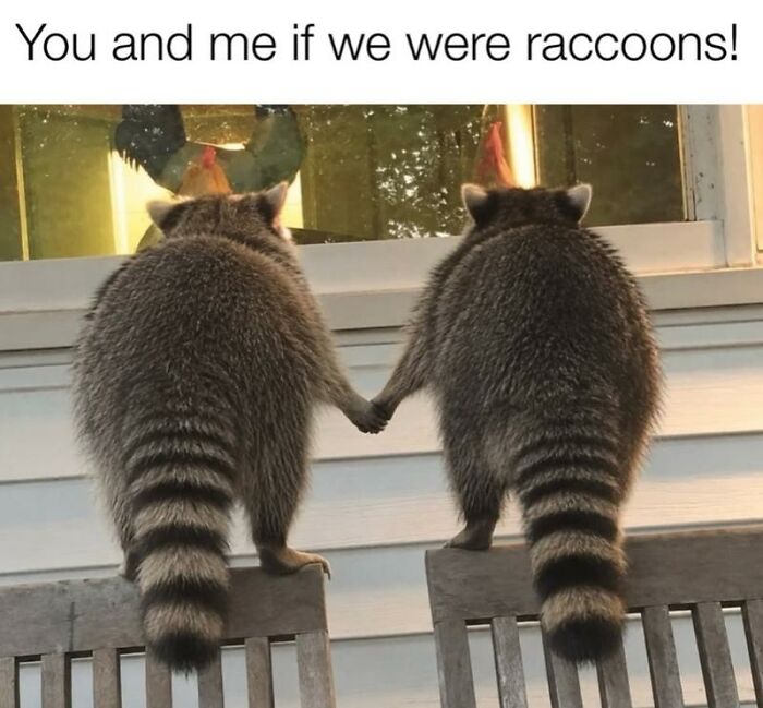 Two raccoons holding hands and looking out a window, an adorable animal meme for your day.