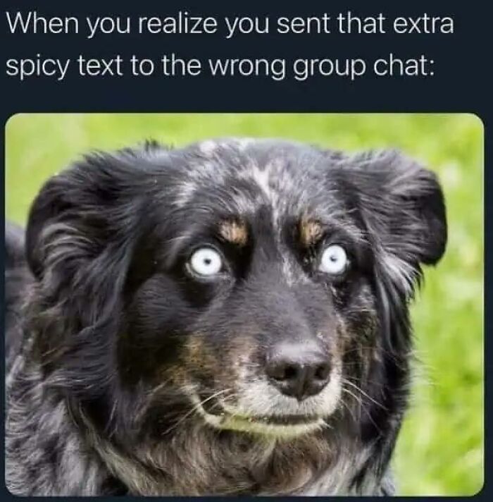 A dog with wide, shocked eyes, representing animal memes about sending a spicy text to the wrong group chat.