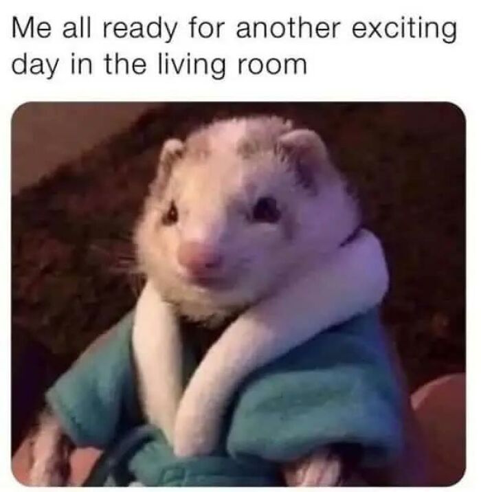 A ferret in a teal robe smiles, ready for an exciting day, making this one of the animal memes that make your day brighter.