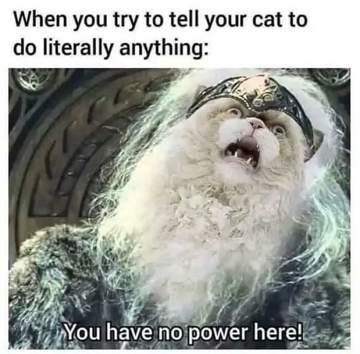 A majestic cat, looking like a powerful overlord, exclaims You have no power here!, a funny animal meme to make your day better.
