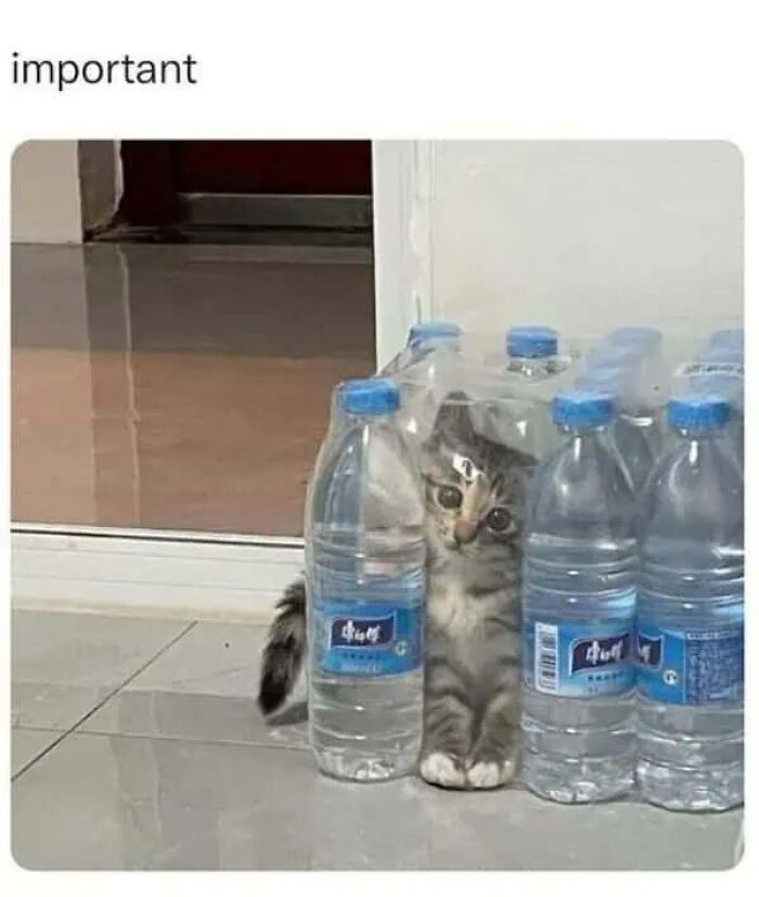 A small, wide-eyed kitten peeks from behind several water bottles, an important and adorable animal meme.