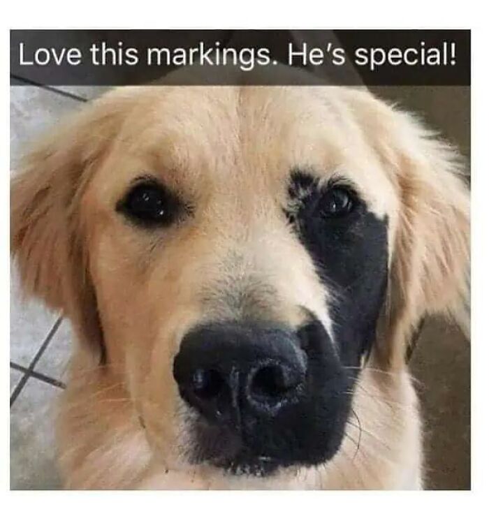Cute animal memes: a golden retriever with unique black facial markings makes your day better.