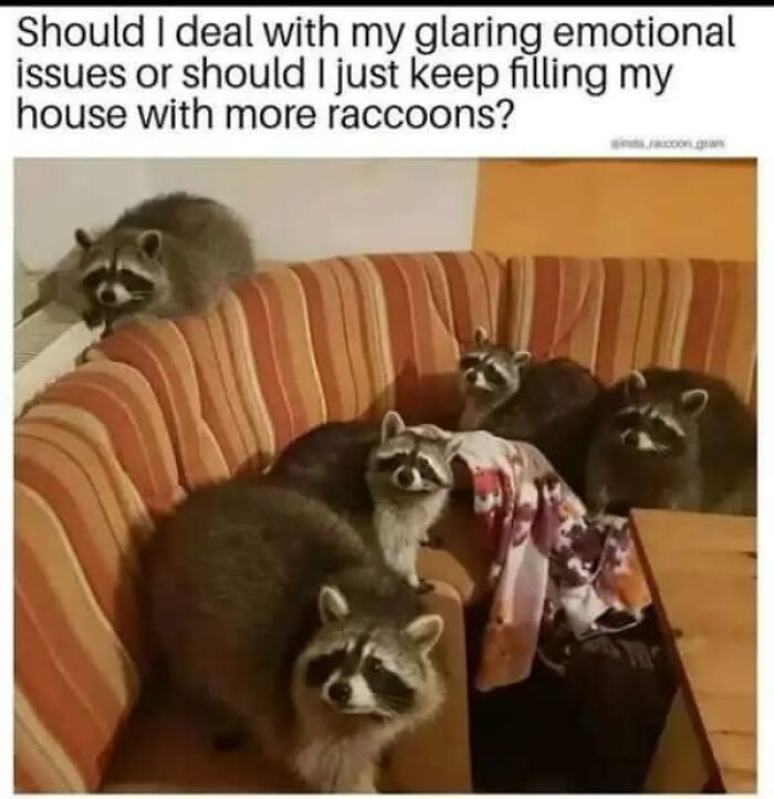 Humorous animal memes: multiple raccoons sitting on a striped sofa, making your day brighter.