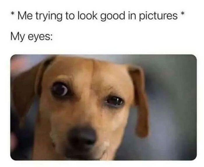 Relatable animal memes: a dog with an awkward expression, brightening your day.