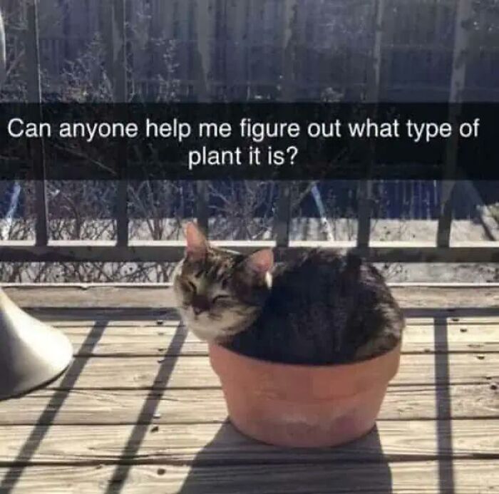 Funny animal memes: a cat curled up in a plant pot, making your day brighter and better.