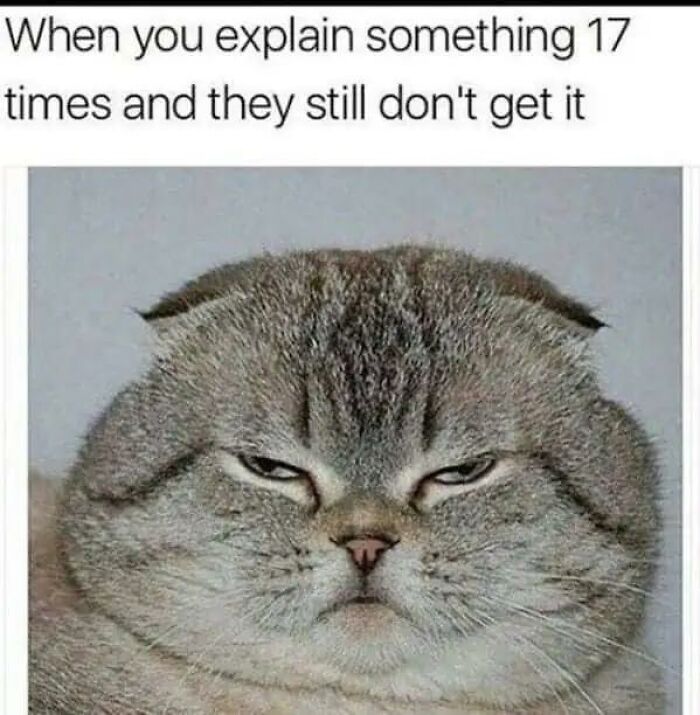 A grumpy-looking cat with folded ears, an animal meme about frustration, will make your day better.