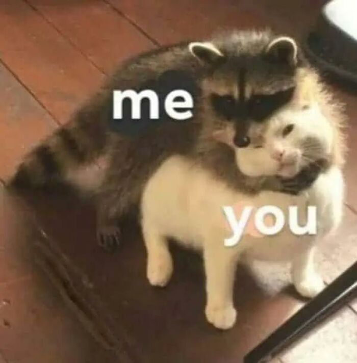 A raccoon hugging a white cat from behind with the words 'me' and 'you', a wholesome animal meme.
