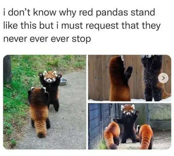 Funny animal memes featuring red pandas standing upright making the day brighter.