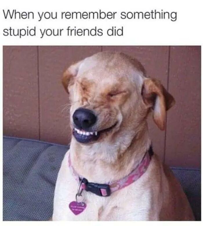 A dog with a wide, toothy grin and closed eyes, expressing a funny animal meme moment.