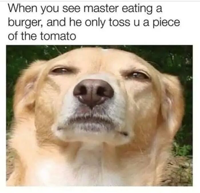 A dog looking displeased and squinting its eyes, showing a funny animal meme expression.