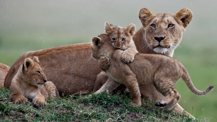 40 Amazing Animal Photos That Prove Nature And Pets Never Run Out Of Surprises