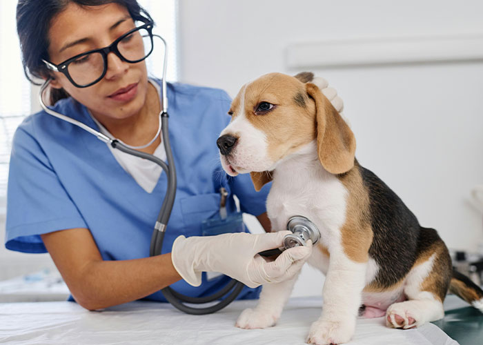 A vet examines a beagle puppy, a dog breed potentially on the banned list in the UK. A vet examines a beagle puppy, a dog breed potentially on the banned list in the UK.