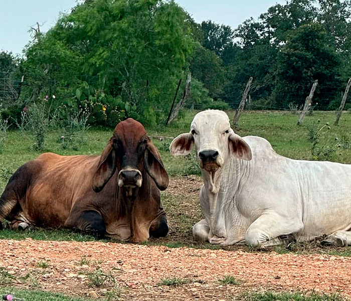Vegan Wife Of Cattle Rancher Fights Husband To Turn His Farm Into A Sanctuary: "Those Cows Became Family" Vegan Wife Of Cattle Rancher Fights Husband To Turn His Farm Into A Sanctuary: "Those Cows Became Family"
