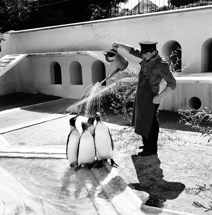 Vintage photo of a zookeeper watering penguins, demonstrating animals have always stolen the spotlight.