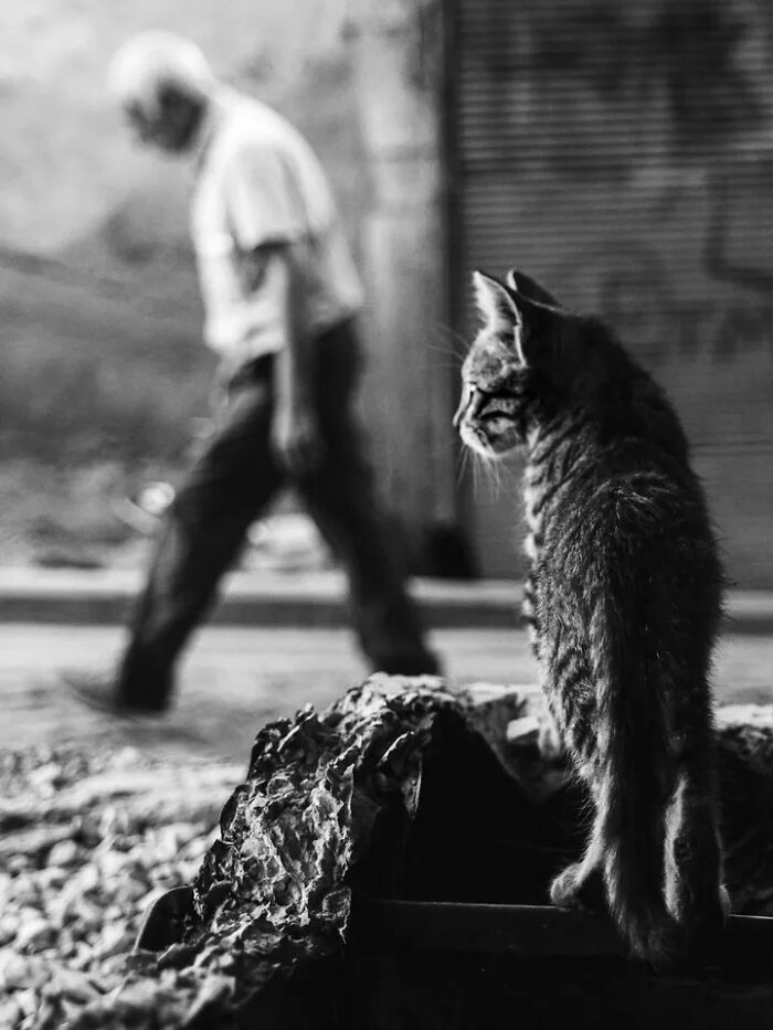 Mehmet Bayram street photo showing a tabby cat looking right, with a person walking past in the blurred background.