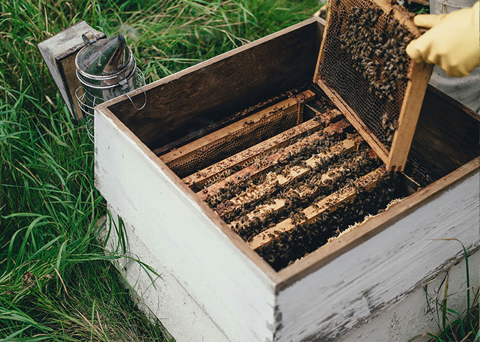 Beekeeper inspecting a hive with a bee-saving device, increasing honey production. Beekeeper inspecting a hive with a bee-saving device, increasing honey production.