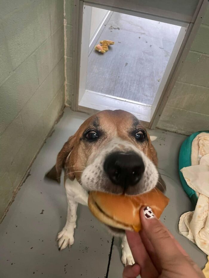 A happy beagle dog at a shelter excitedly accepting a hamburger, showing its reaction to the special treat.