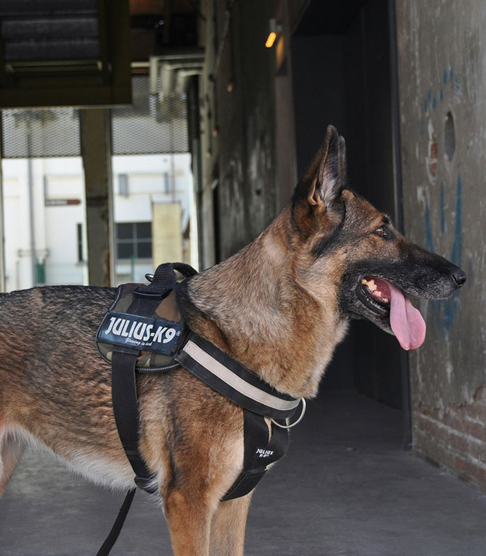 A loyal dog wearing a harness, possibly connected to the unexplained events after a car crashed into a ditch.