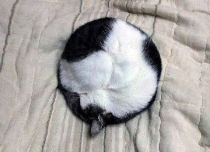 A black and white cat curled up into a perfect circle, displaying beautiful colors in this delightful cat pic.