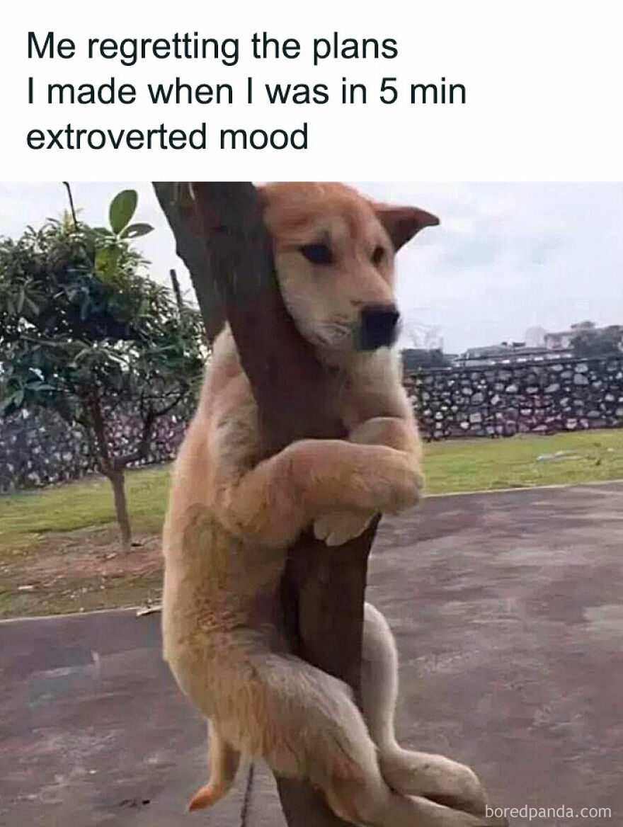 A dog, an animal, comically clinging to a tree trunk, illustrating a feeling of regret for animal memes.