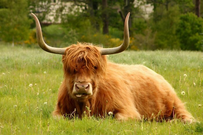 A Cheeky Highland Cow By Jordan Petty