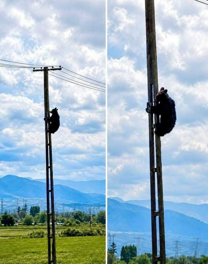A bear climbing a tall utility pole in a rural landscape, showcasing why people from Eastern Europe are built different.