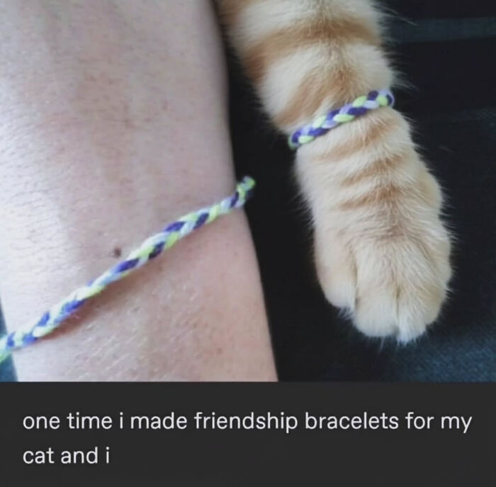 A human arm and a cat's paw wear matching friendship bracelets, making for sweet cat memes.