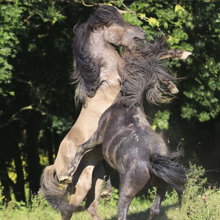 50 Perfectly Timed Animal Photos From This Online Collection That Are Almost Too Good To Be True