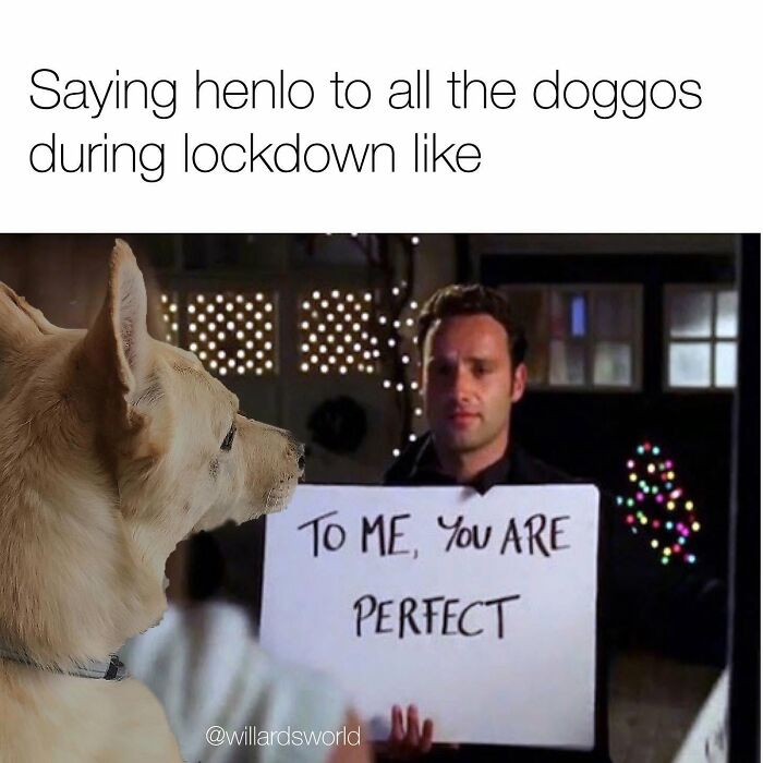 Funny dog memes: a dog looking at a sign that says To Me, You Are Perfect, referencing lockdown doggos.