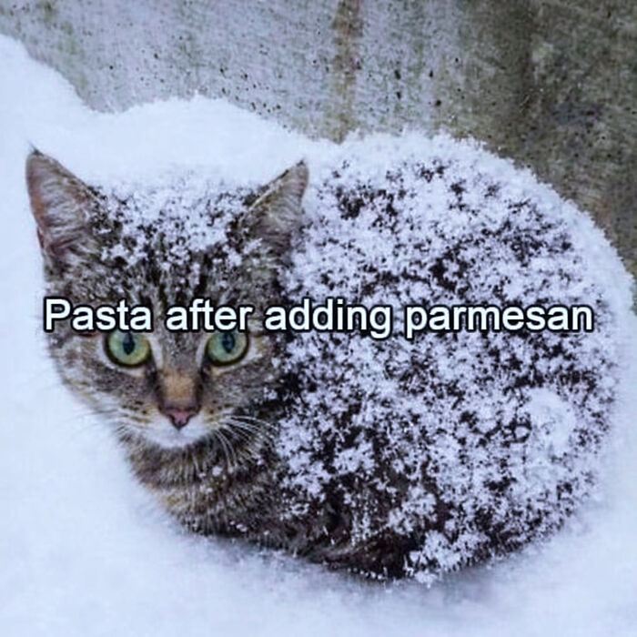 A tabby cat meme covered in snow, with the text 'Pasta after adding parmesan' humorously suggesting the snow is cheese.