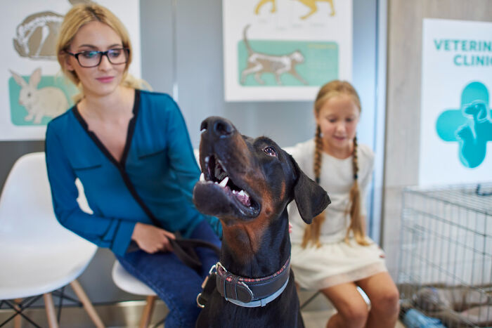 A Doberman dog with its mouth open, owner, and child at a veterinary clinic, highlighting therapy and emotional support.