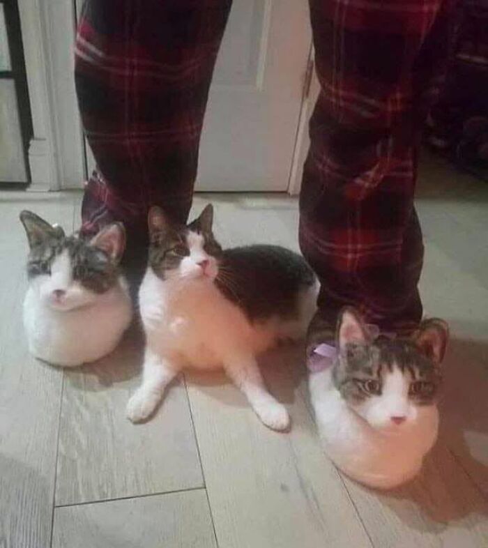 Three delightful cat pics, two as slippers and one in the middle, displaying funny faces.