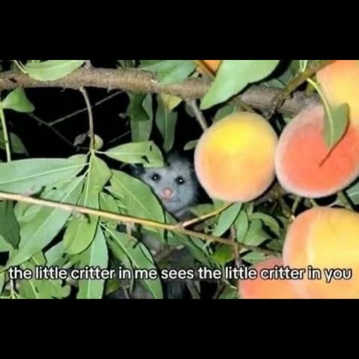 A serotonin meme of an opossum hiding among peaches, with text: the little critter in me sees the little critter in you.