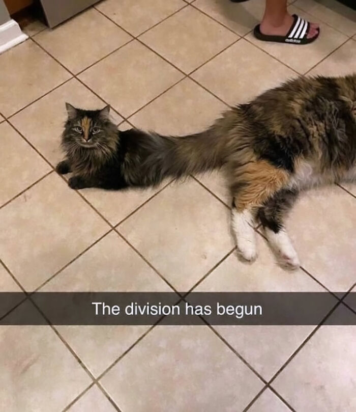 Cat memes: A long cat lying on a tiled floor, with the caption 'The division has begun'.