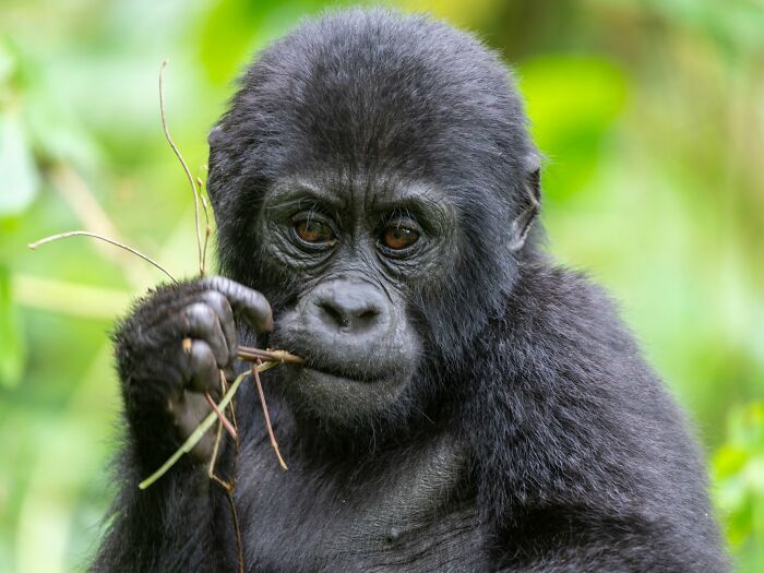 40 Amazing Animal Photos That Prove Nature And Pets Never Run Out Of Surprises