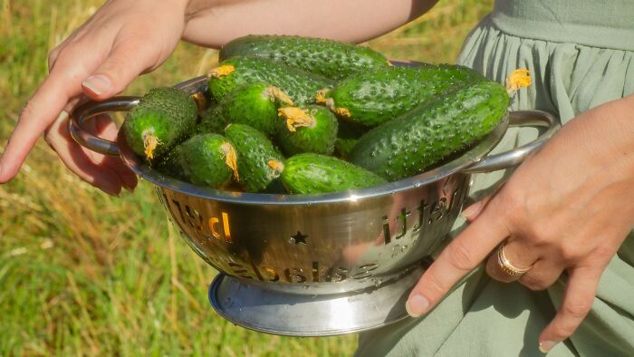 Hands holding a colander full of freshly picked green cucumbers, relating to controlling what a boyfriend eats.