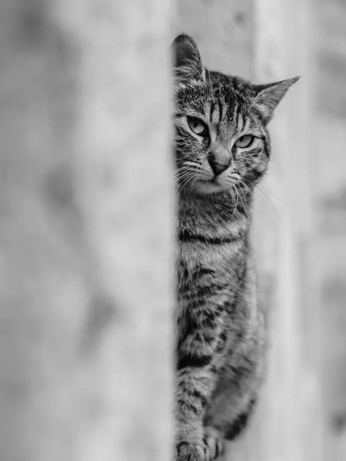 Black and white Mehmet Bayram street photo of a tabby cat peering from behind a wall, a perfectly timed everyday moment.