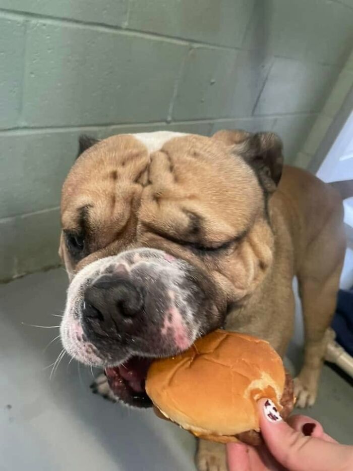 A bulldog at a shelter eagerly eating a hamburger, illustrating its delightful reaction to the special meal.