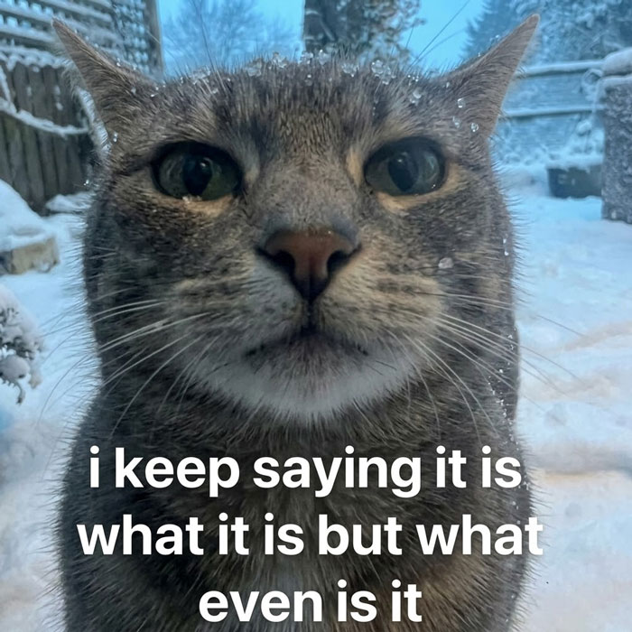 A Serotonin meme of a cat with snow on its head, asking What even is it?