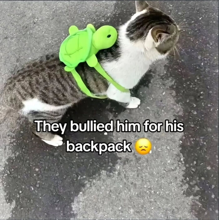 Sweetcatclub Cat memes: A cat wearing a green turtle backpack with a sad face emoji.