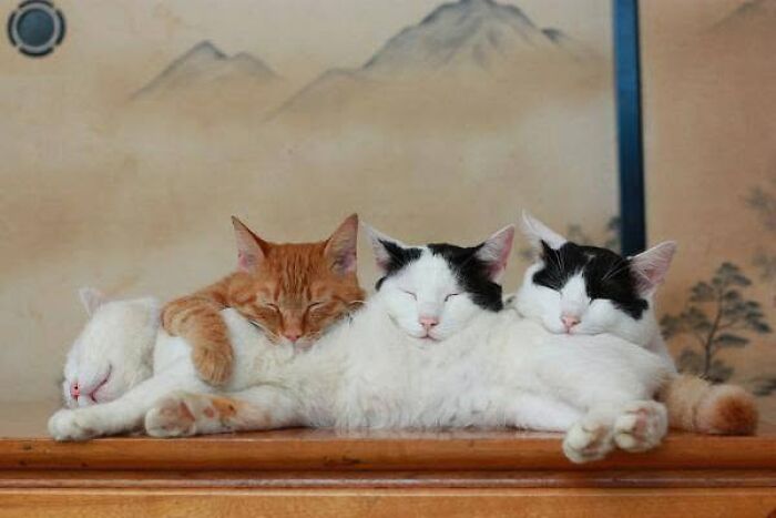 Four delightful cat pics sleeping peacefully together, featuring a tiny kitten.