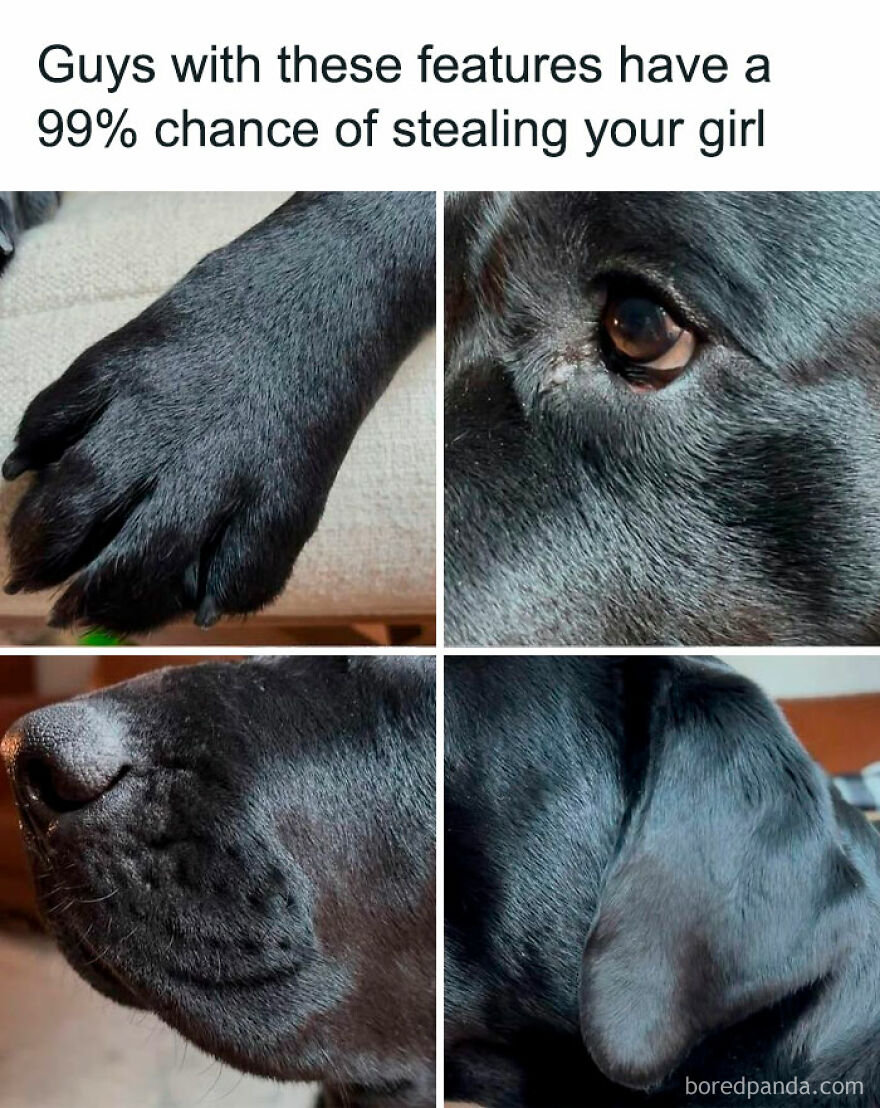 Four close-up images of a black animal, showcasing its paw, eye, nose, and ear for animal memes.