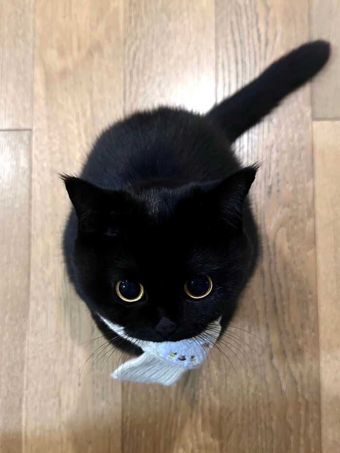 A cute cat meme showing a black cat with big golden eyes looking up from a wooden floor, with a small item in its mouth.