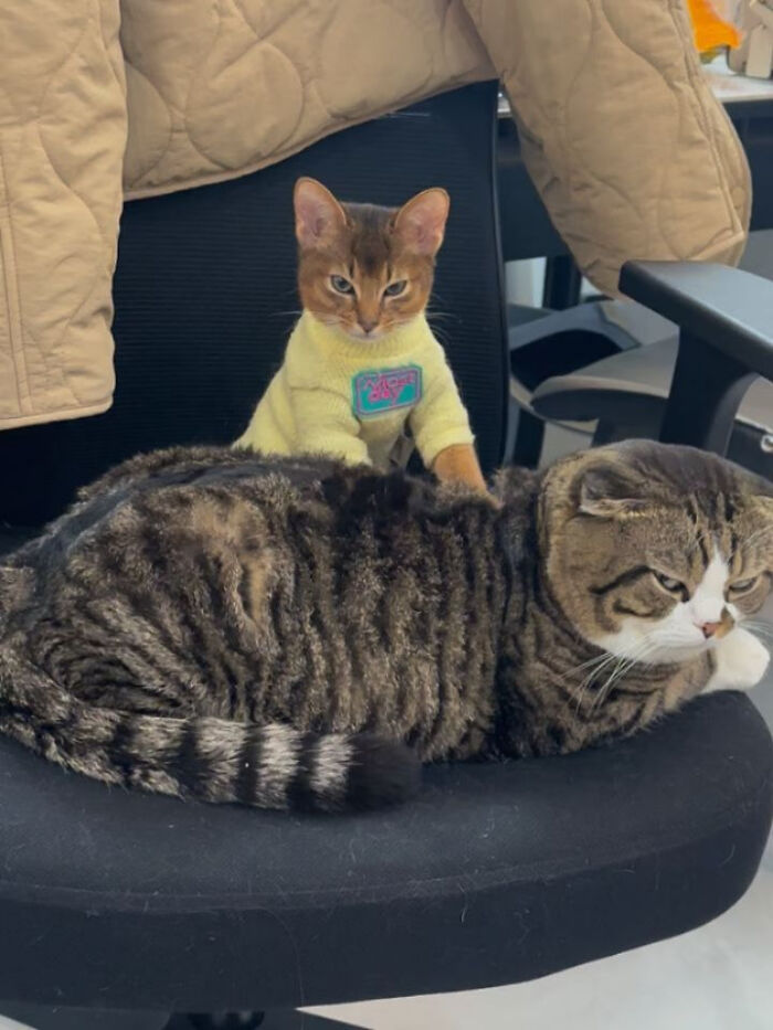 Two cats on an office chair, one wearing a yellow sweater, a funny sweetcatclub cat meme moment.