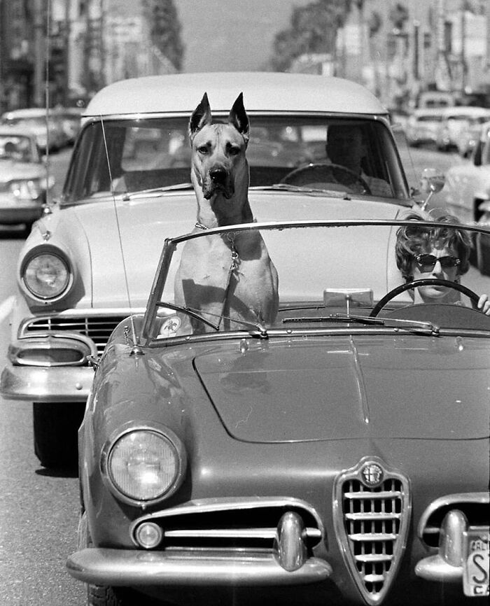 Vintage photo of a Great Dane standing in a convertible car, showing animals have always stolen the spotlight.