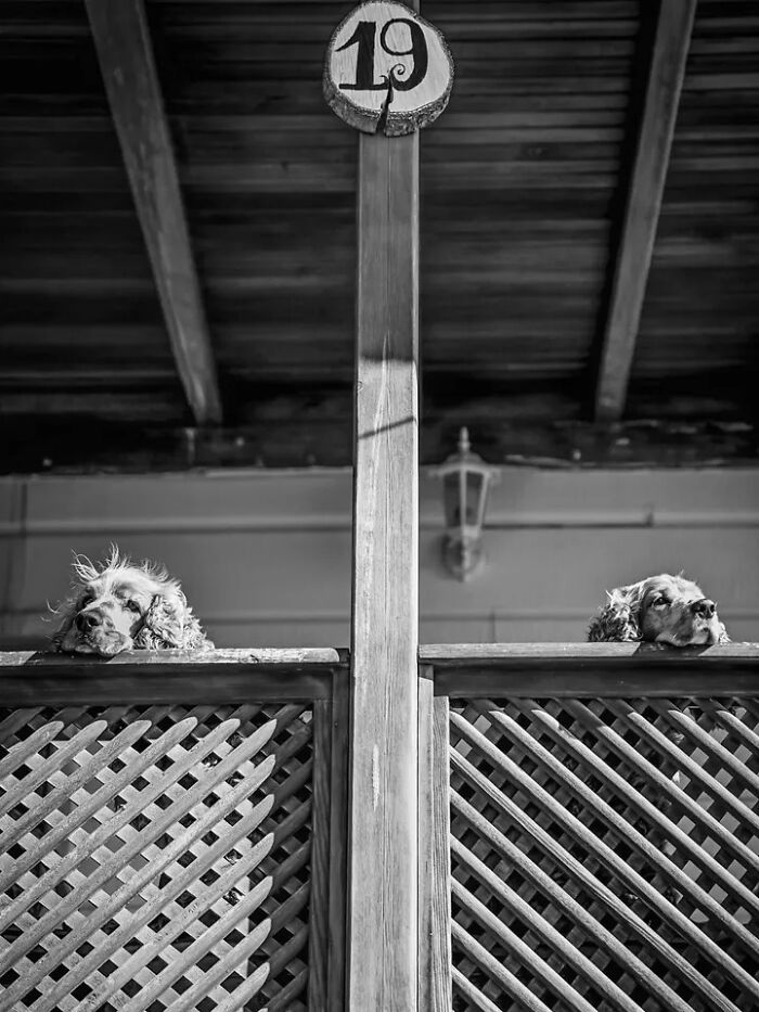 A perfectly timed street photo by Mehmet Bayram depicts two dogs looking over a fence, making an everyday moment into art.