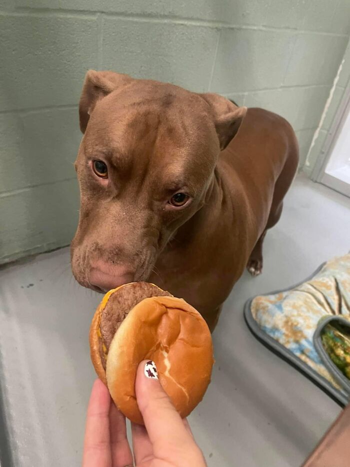 A brown shelter dog looks intently at a hamburger being offered, showing a calm reaction to the special treat.
