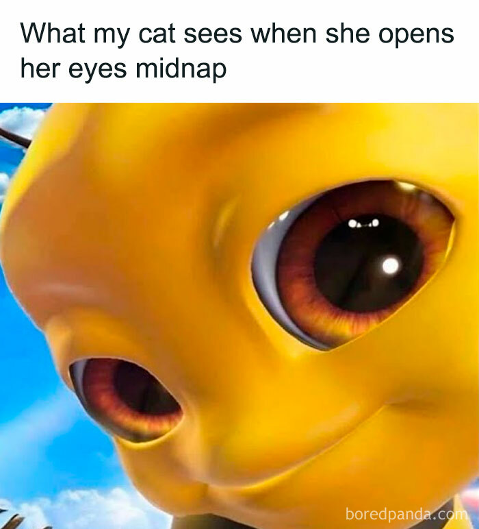 A serotonin meme showing a cat's perspective of a large, blurry yellow face with wide eyes upon waking from a nap.
