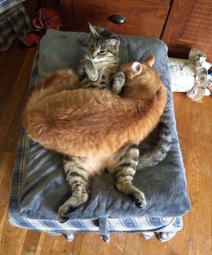 Two delightful cat pics, one tabby and one orange, cuddling on a gray pillow.